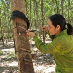 Hội viên phụ nữ thoát nghèo nhờ trồng cao su tiểu điền