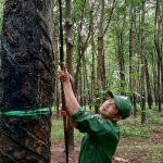 Chuyên cần quyết định sản lượng