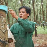 Cao su Ea H’leo về đích sớm gần 2 tháng