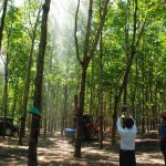 Ứng dụng quy trình phòng trị bệnh phấn trắng trên vườn cây cao su kinh doanh - hiệu quả đa mục đích