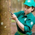 Cao su Bình Long phấn đấu khai thác vượt 1.680 tấn mủ
