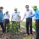 Công ty CP Gỗ MDF VRG Kiên Giang: Nhiều triển vọng khi trồng thí điểm keo lai