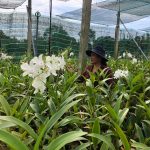 Bám trụ với cao su vì niềm đam mê ... phong lan