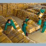 Thị trường cao su năm 2022 trở đi tương đối thuận lợi