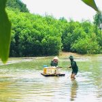 Đóng bè vượt sông vận chuyển mủ