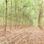 Nâng cao năng suất, chất lượng vườn cây