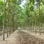 Cao su thiên nhiên góp phần thích ứng với biến đổi khí hậu