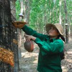 Nỗ lực để thích ứng trong tình hình mới