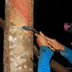 Kỳ vọng mới của ngành cao su Thái Lan