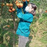 Quả ngọt từ 2ha cam chín mọng vườn đồi