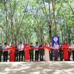 Cao su Bình Thuận phấn đấu khai thác hơn 5.650 tấn