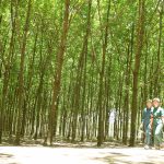 Hát về một rừng cây