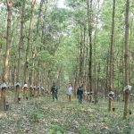 Cao su Sơn La: 15 năm vững tin và tự hào
