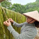 Gai xanh - lựa chọn tiềm năng: Mở lối khát vọng làm giàu