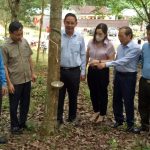 Cao su Hương Khê - Hà Tĩnh ra quân khai thác