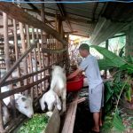 Đậu Văn Thao - Tấm gương trong lao động sản xuất