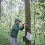 Tổ trưởng năng động, gương mẫu