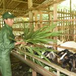 Hiệu quả kinh tế cao từ nuôi dê