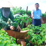 Trịnh Đình Luận – Cao su Chư Prông: Khởi nghiệp chưa bao giờ là muộn