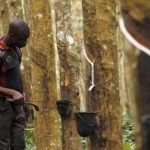 Sản lượng cao su Côte d’Ivoire hướng đến 1,35 triệu tấn trong năm 2022
