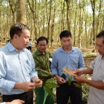 Không để bệnh hại lây lan gây ảnh hưởng đến sản lượng