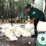 Một ngày ở tổ lần đầu tiên đạt năng suất cao nhất