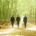 Dưới tán rừng cao su