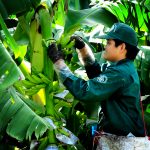 Nông nghiệp công nghệ cao: Thận trọng trong triển khai thực hiện