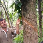 NEPAL phát triển cao su để hồi sinh các vùng đất bị suy thoái