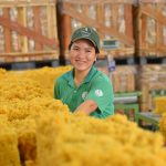 Sản lượng cao su Malaysia giảm hai con số