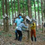 Ngỡ ngàng về sự đổi thay ở Đội Thanh niên cao su Sa Thầy