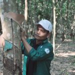Cao su Phước Hòa – Kampong Thom ra quân mùa cạo mới