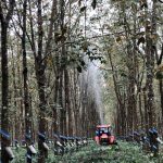 Phun phòng trị phấn trắng - giải pháp hiệu quả cho vườn cao su ở Tây Nguyên