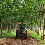 Phòng trị bệnh phấn trắng tốt là cơ sở để giữ vững và nâng cao năng suất vườn cây