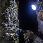 Myanmar: Mục tiêu xuất khẩu cao su hơn 500 triệu USD trong năm 2022 - 2023