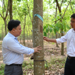 Lô cao su có năng suất trên 2 tấn/ha trong năm đầu mở cạo