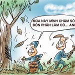 Cao su …không rụng lá