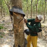 Cao su Bà Rịa - Kampong Thom ra quân mùa cạo mới