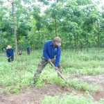 Campuchia chú trọng giống và thị trường cao su