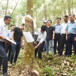 Xây dựng chặt chẽ chế độ cạo cho toàn chu kỳ vườn cây khai thác khu vực miền núi phía Bắc