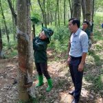 Khoa học công nghệ - Đòn bẩy giúp ngành cao su phát triển bền vững
