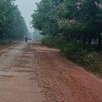 Những cánh rừng cao su khát mưa
