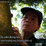Tất bật vào mùa cạo mủ