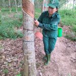 Cô “Công nhân Cao su Việt Nam ưu tú” tâm huyết với ngành