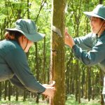 Duy trì và phát triển vị thế tập đoàn kinh tế quy mô lớn