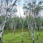 Philippine tăng cường theo dõi, giám sát dịch bệnh rụng lá Pestalotiopsis gây hại cao su