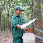 Ứng dụng hiệu quả máng che mủ cao su mùa mưa