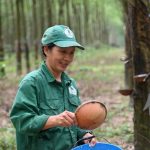 Tự hào là công nhân khai thác mủ