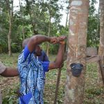 Nigeria thúc đẩy phát triển diện tích cao su