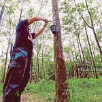 Cao su tiểu điền Malaysia chuyển sang trồng cọ dầu